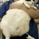 Illustration for article titled British Fat Cats Compete To Lose Weight • Australian Sex Party Takes Sex Seriously